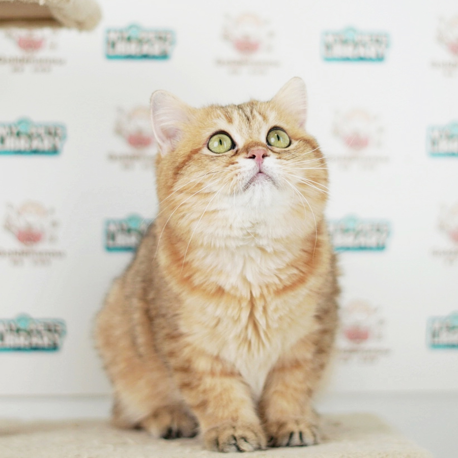 British Shorthair Kitten (Male) For Sale