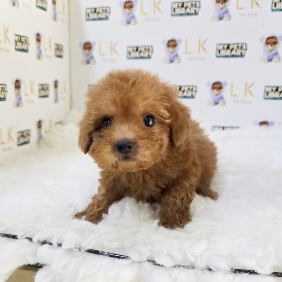 Toy Poodle Puppy (Male) For Sale
