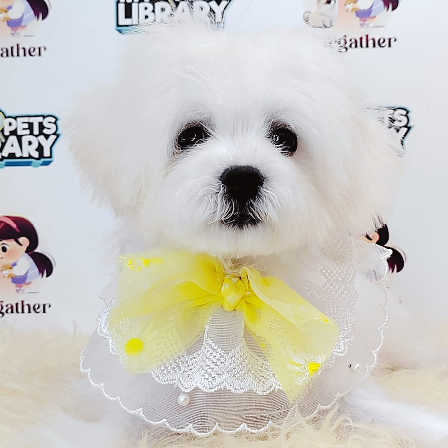 Maltipoo Puppy (Female) For Sale