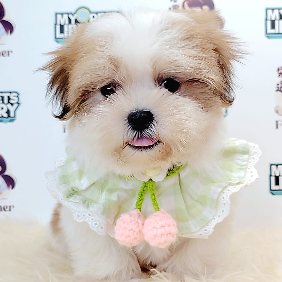 Shih Tzu Puppy (Male) For Sale