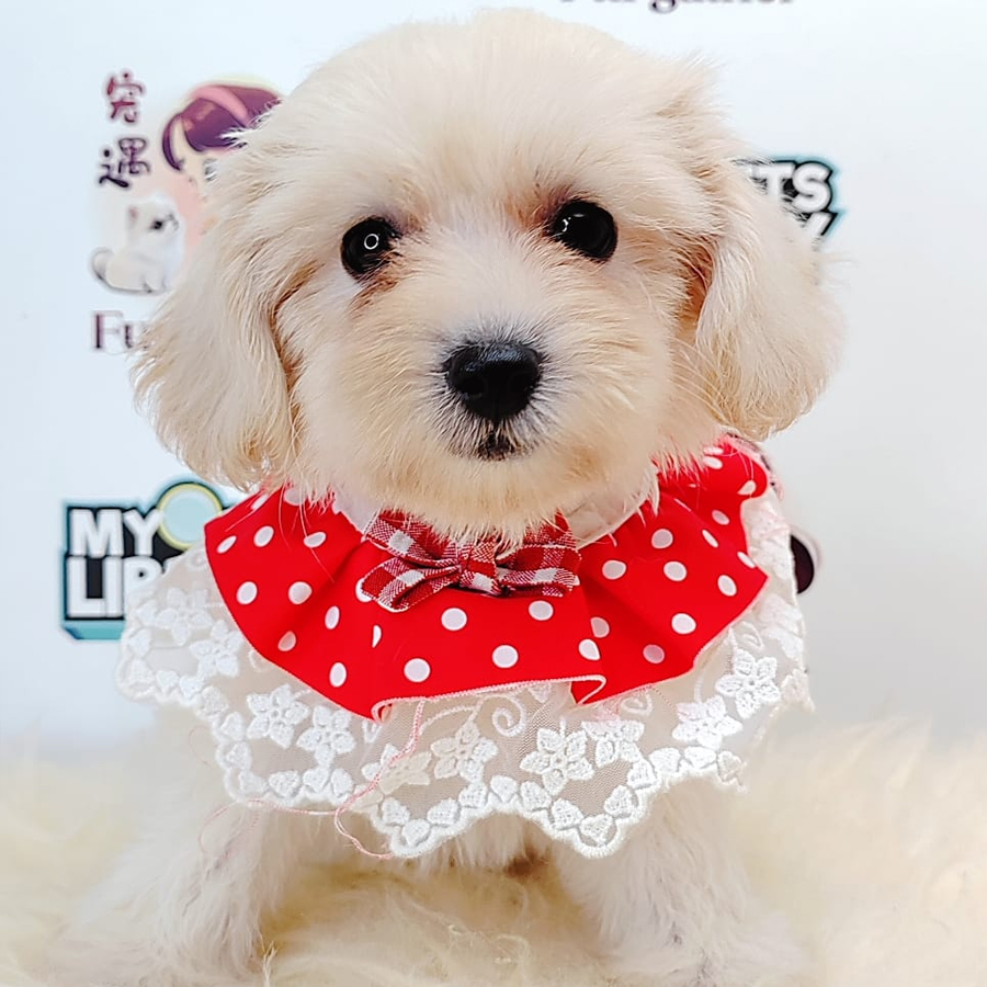 Maltipoo Puppy (Female) For Sale