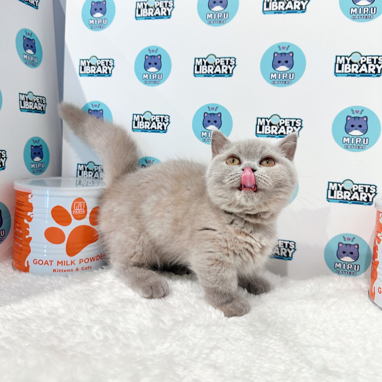 Super Short Munchkin British Shorthair Kitten (Female) For Sale