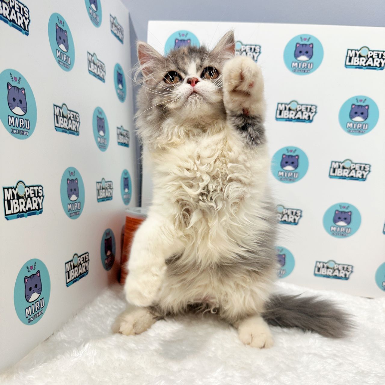 Persian Kitten (Female) For Sale