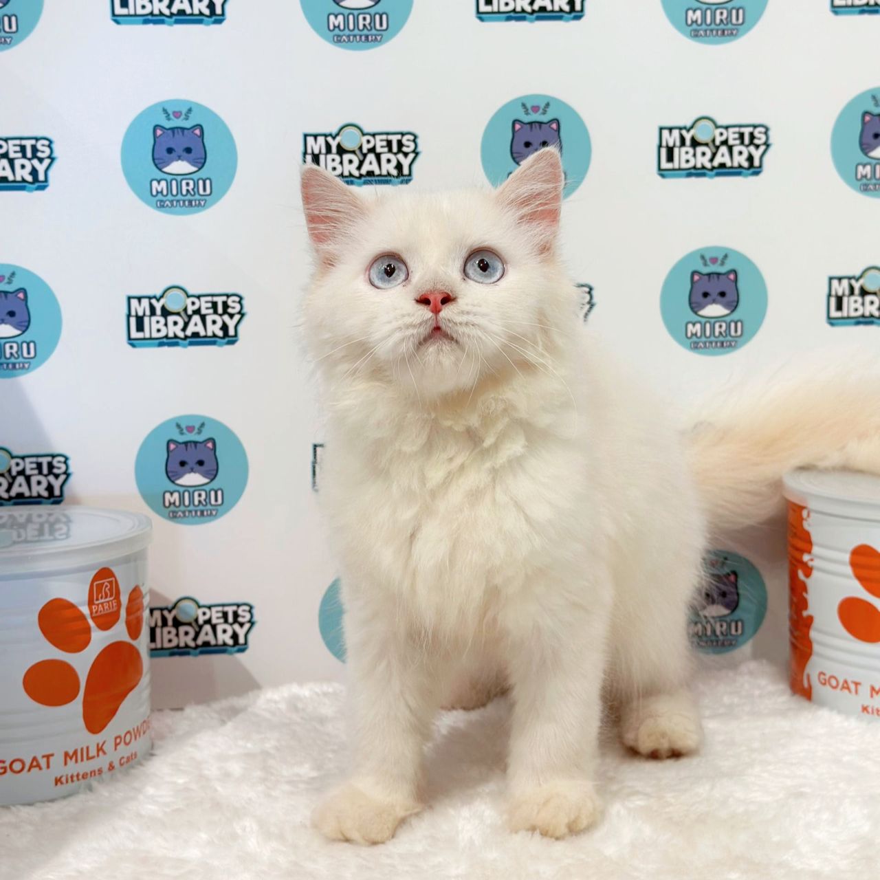 Turkish Angora Persian Kitten (Male) For Sale