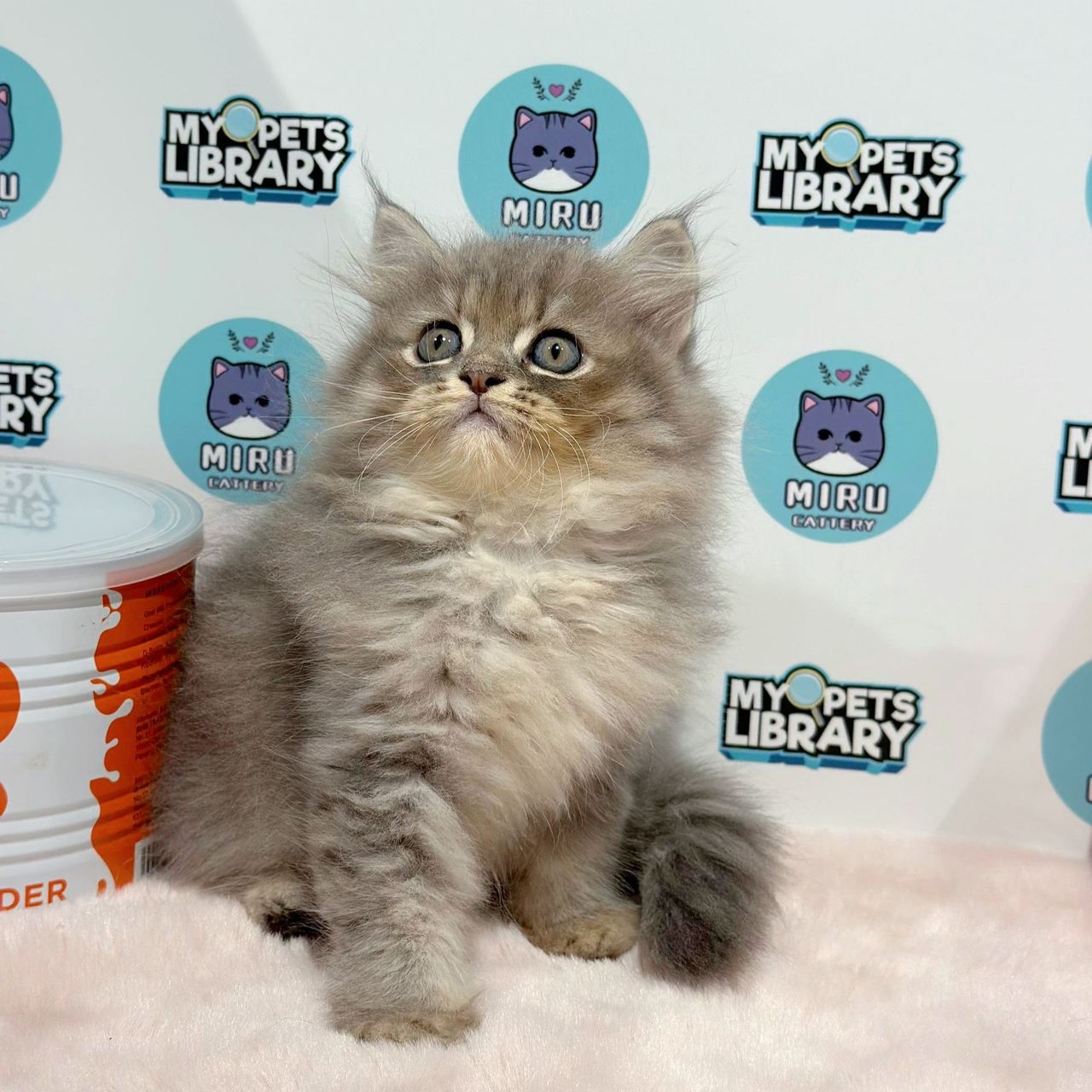 Persian Kitten (Female) For Sale