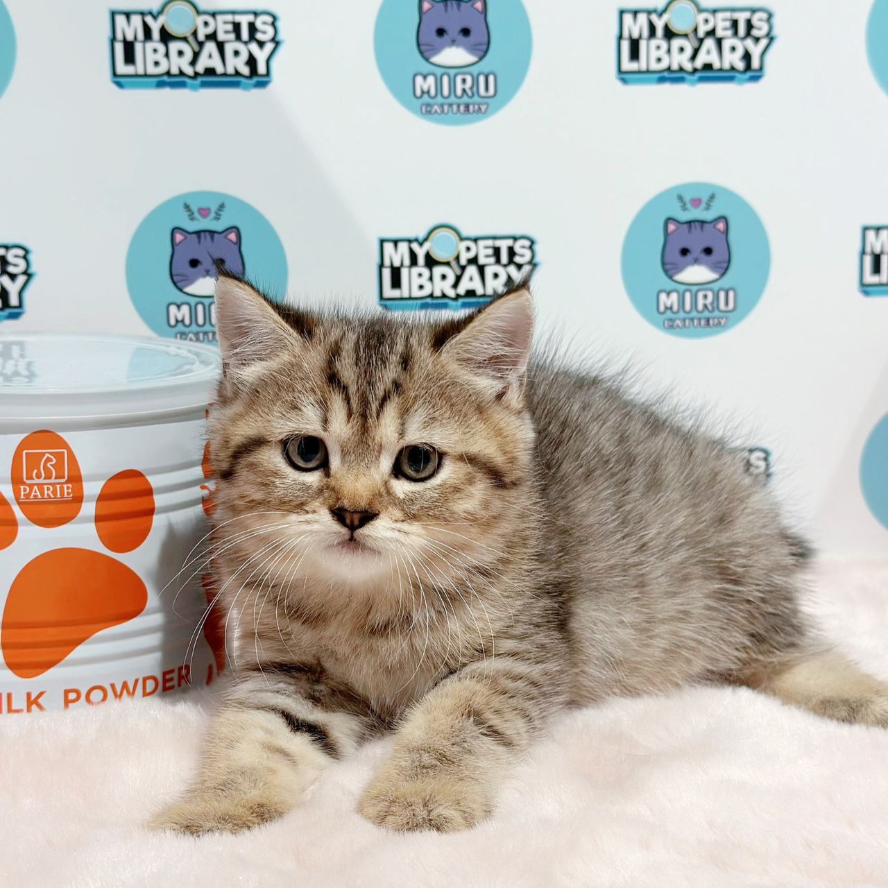 British Shorthair Kitten (Female) For Sale