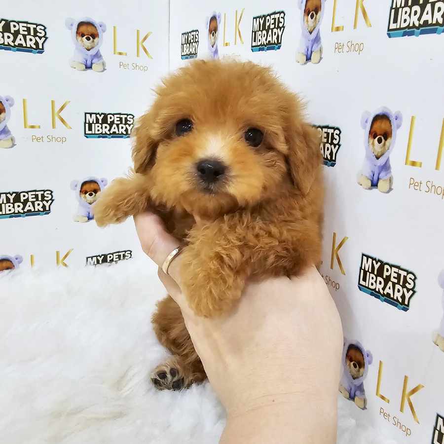 Maltipoo Puppy (Female) For Sale