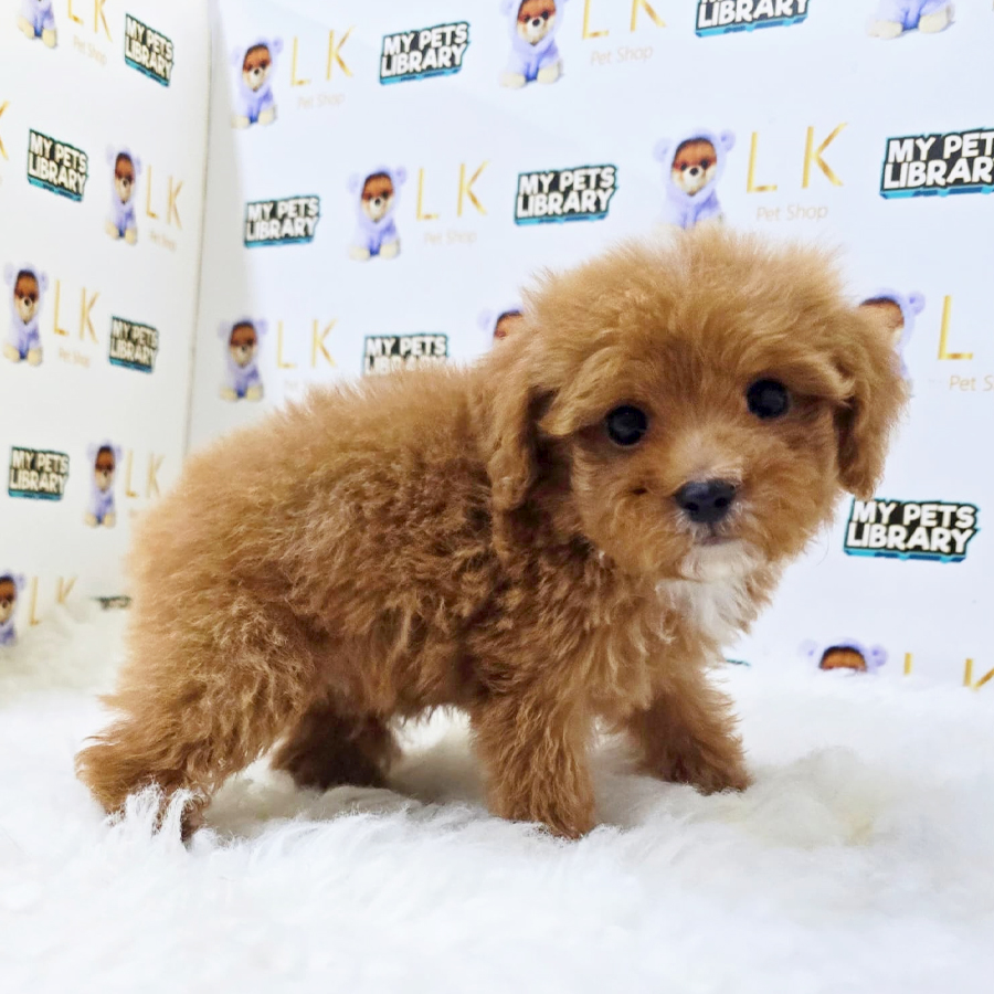 Maltipoo Puppy (Male) For Sale