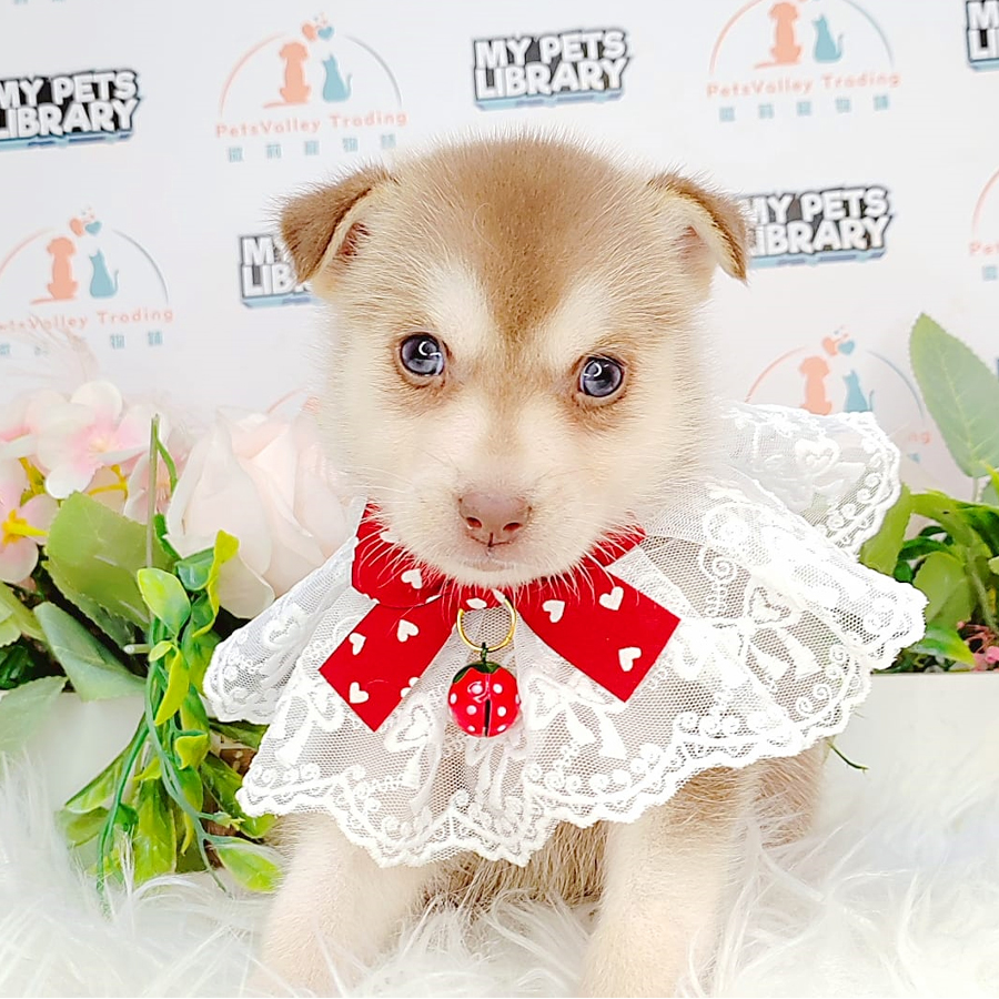 Pomsky Puppy (Male) For Sale