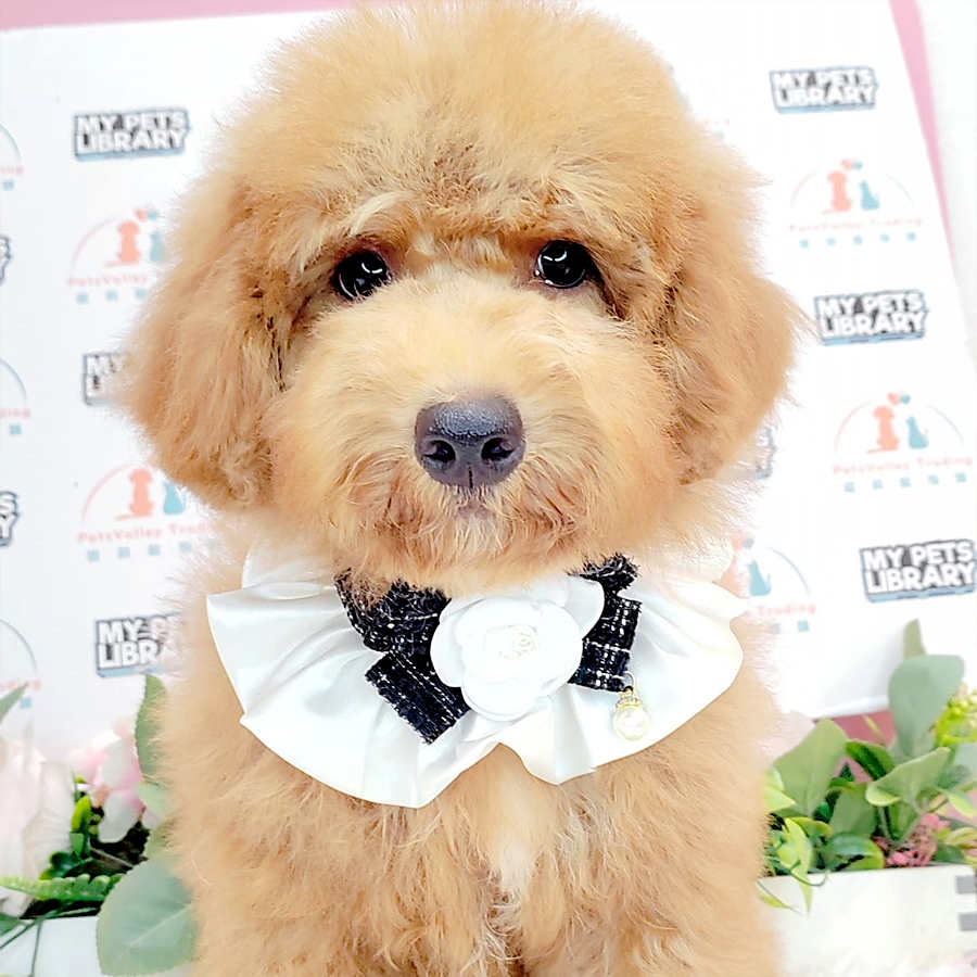 Miniature Poodle Puppy (Male) For Sale