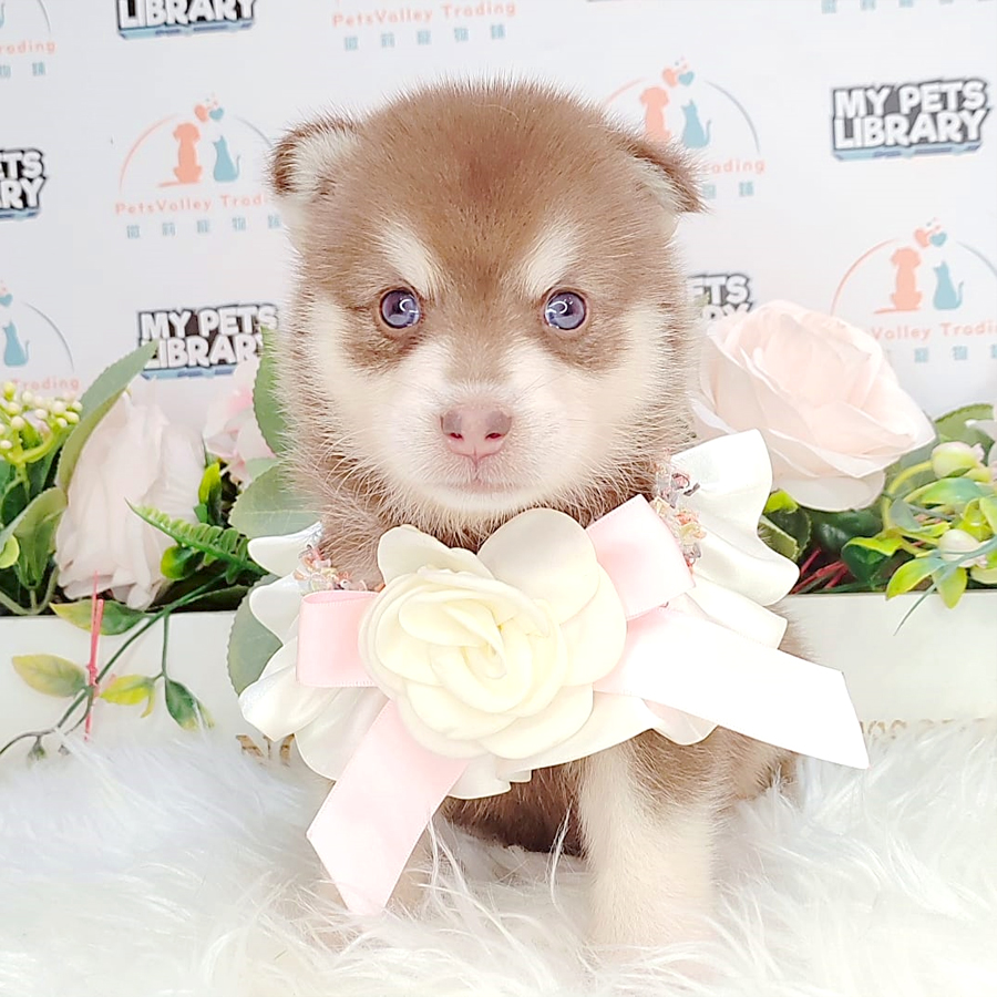 Pomsky Puppy (Male) For Sale