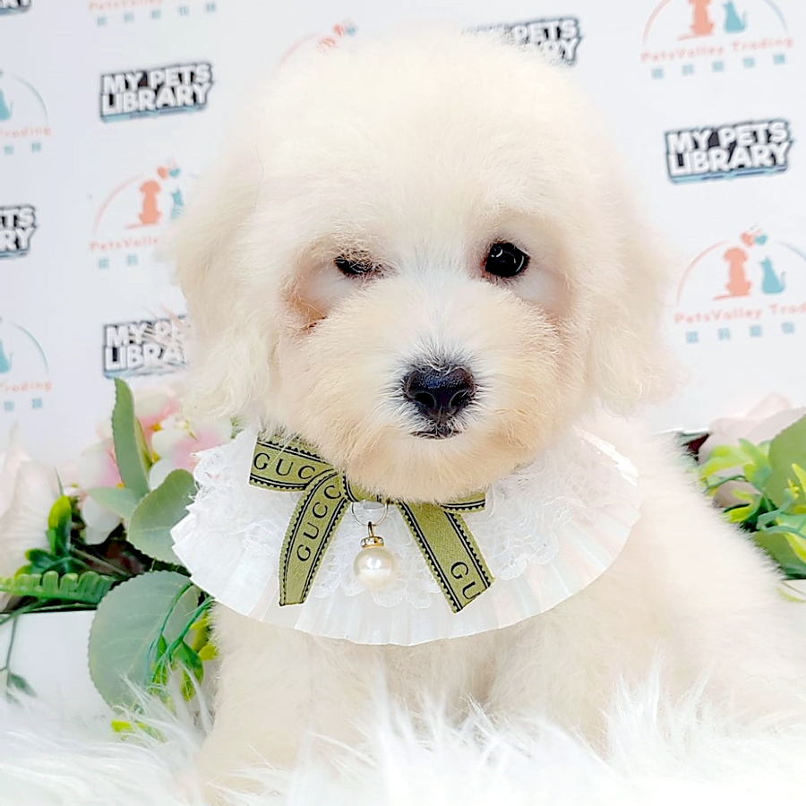 Toy Poodle Puppy (Male) For Sale