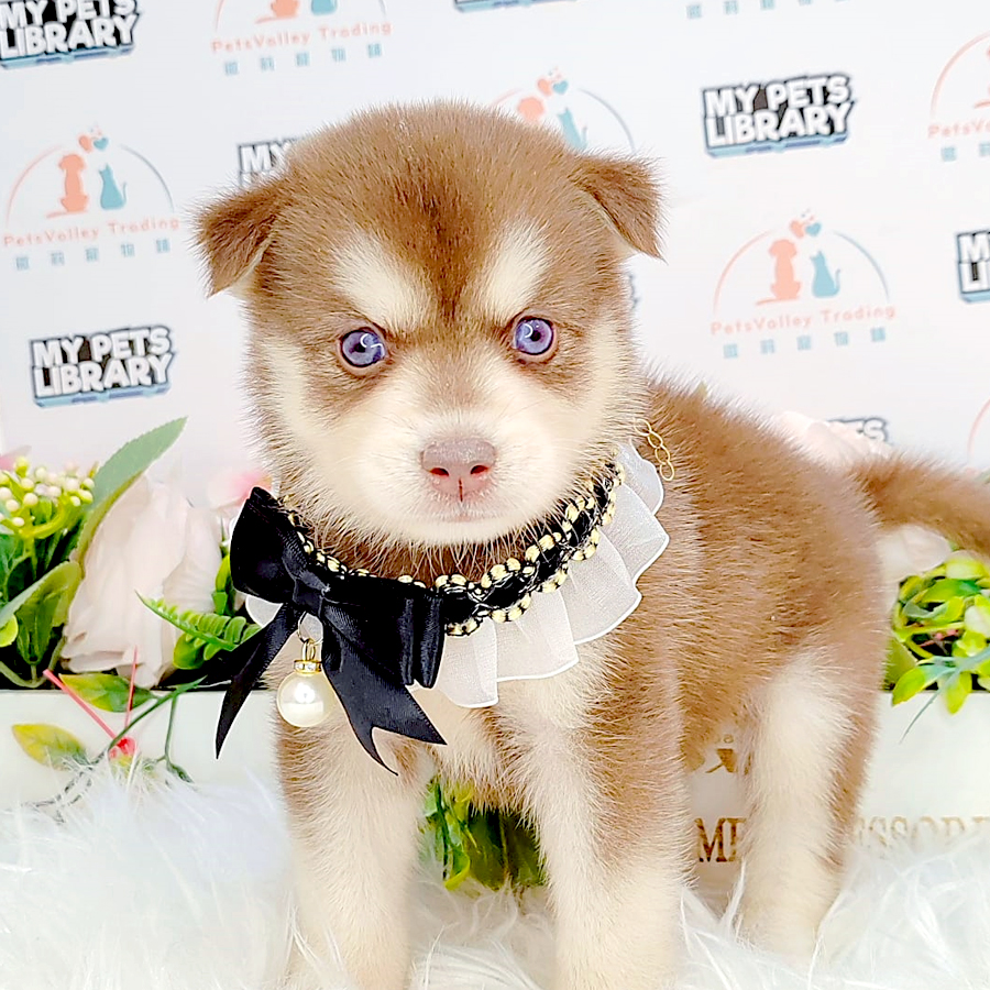 Pomsky Puppy (Female) For Sale