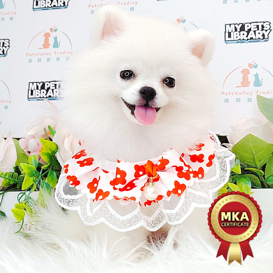 MKA Pomeranian Puppy (Female) For Sale