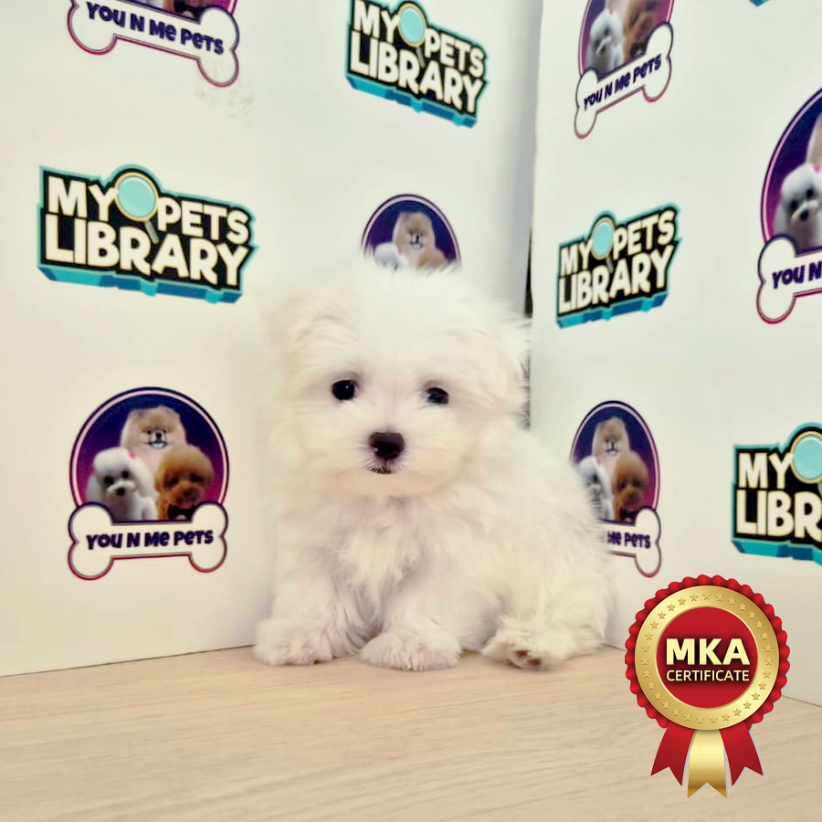 MKA Tiny Maltese Puppy (Male) For Sale