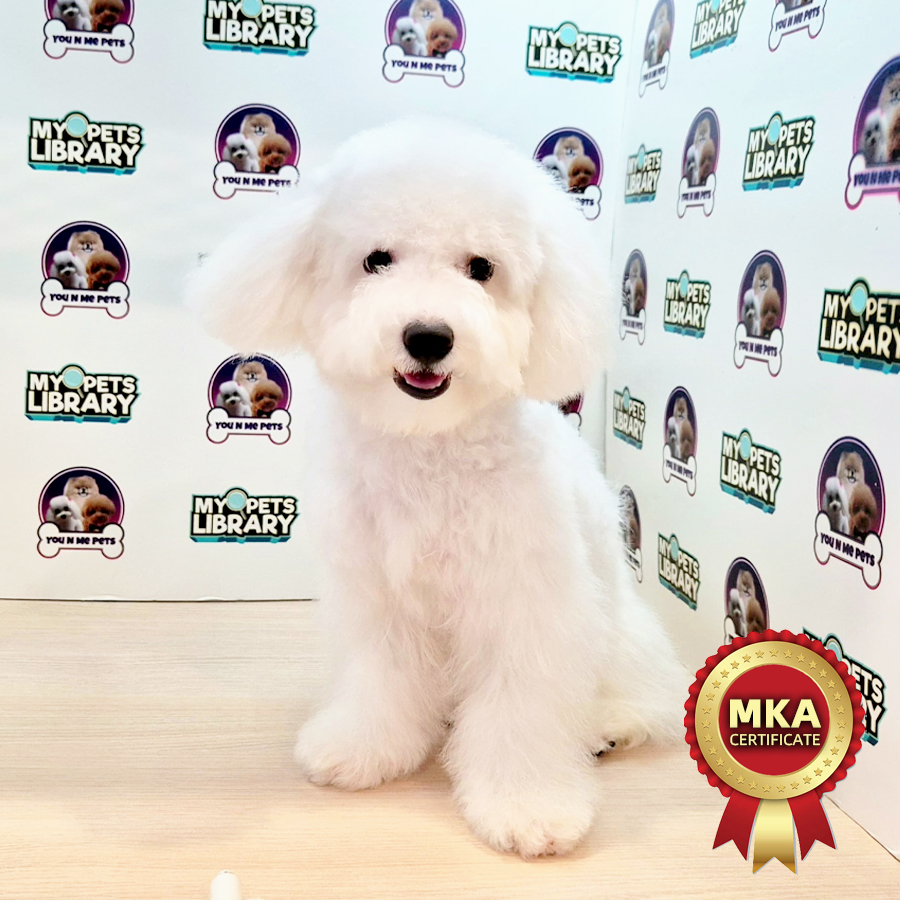 MKA Mini Bichon Frise Puppy (Female) For Sale