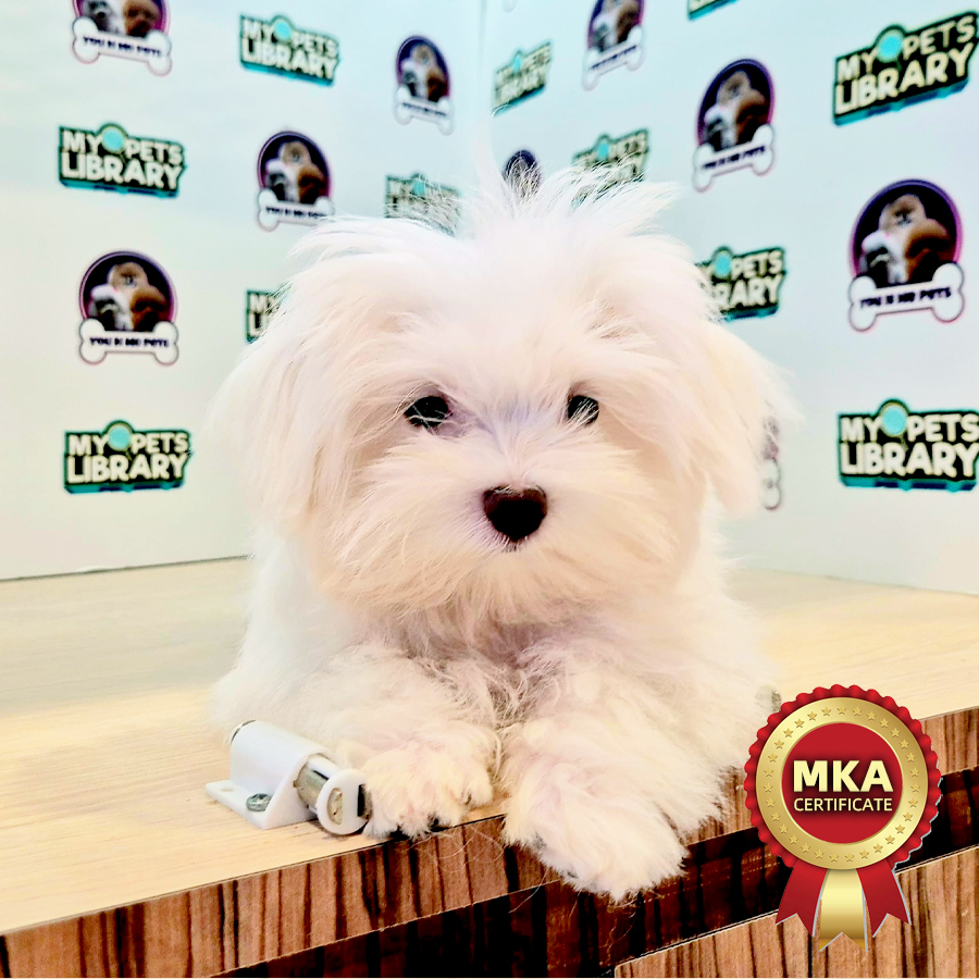 MKA Tiny Maltese Puppy (Male) For Sale