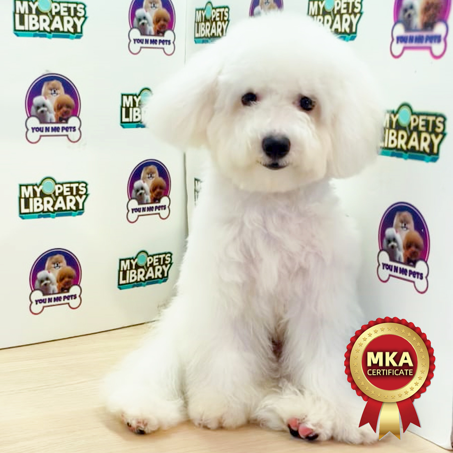 MKA Mini Bichon Frise Puppy (Male) For Sale