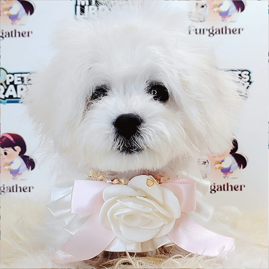 Maltipoo Puppy (Female) For Sale