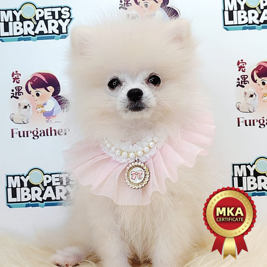 MKA Pomeranian Puppy (Female) For Sale