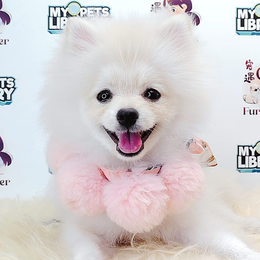 Pomeranian Puppy (Male) For Sale