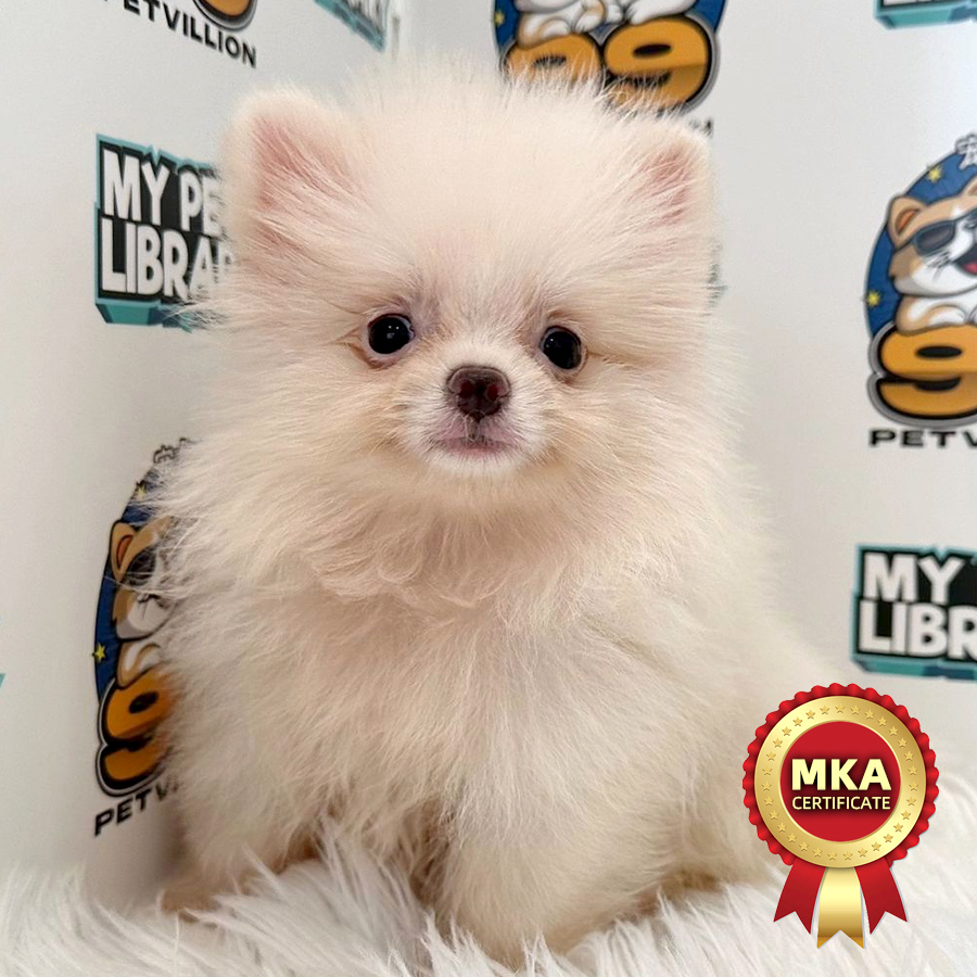 MKA Tiny Pomeranian Puppy (Male) For Sale