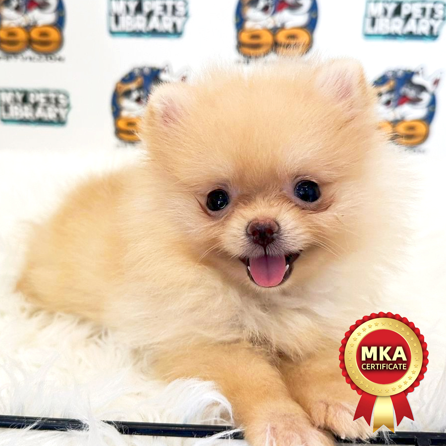 MKA Tiny Pomeranian Puppy (Female) For Sale