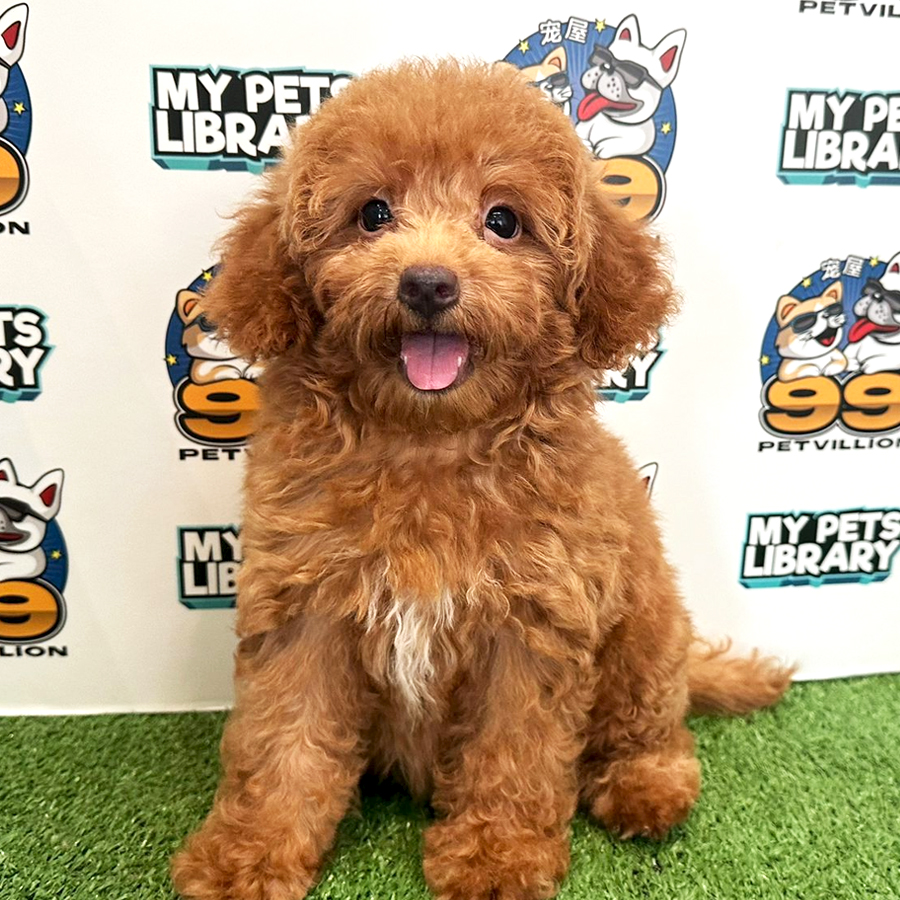 Toy Poodle Puppy (Female) For Sale
