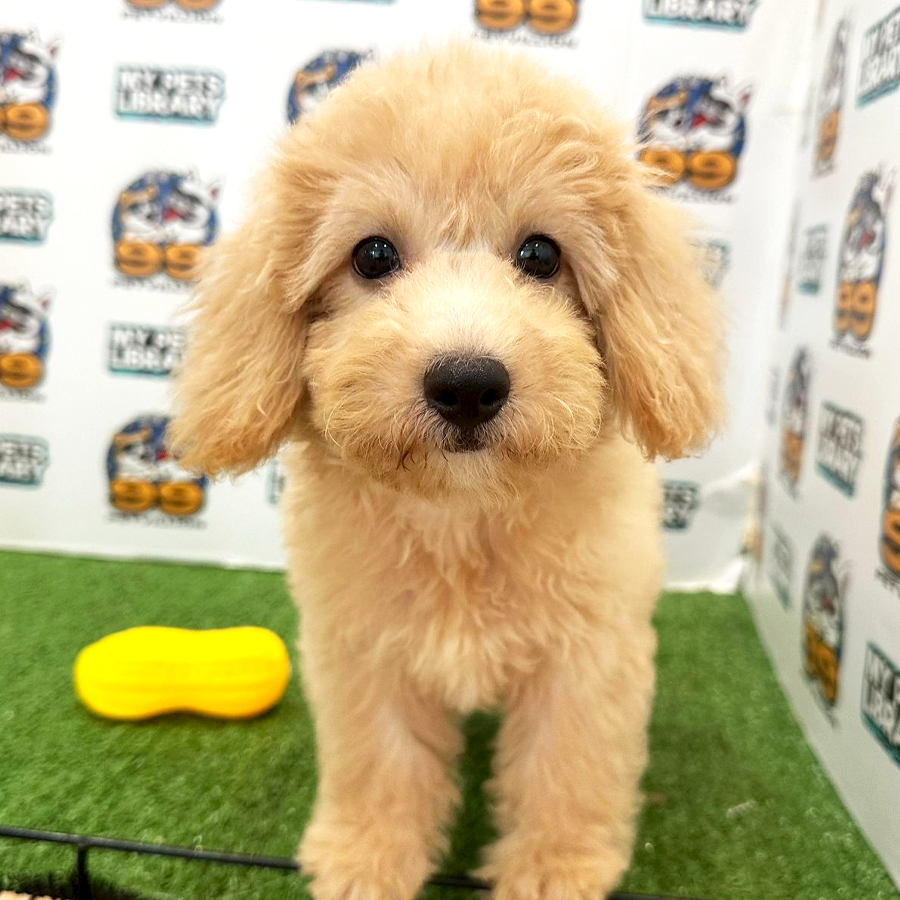 Toy Poodle Puppy (Female) For Sale