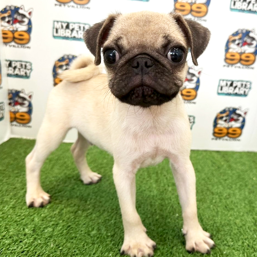 Pug Puppy (Male) For Sale