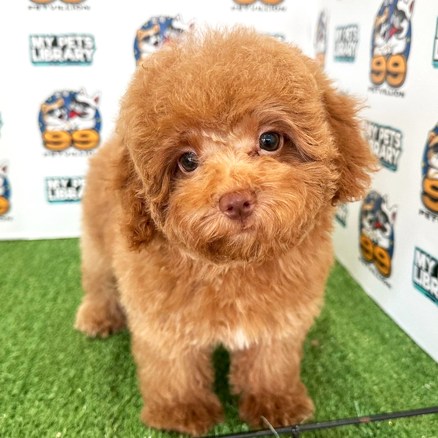 Toy Poodle Puppy (Female) For Sale