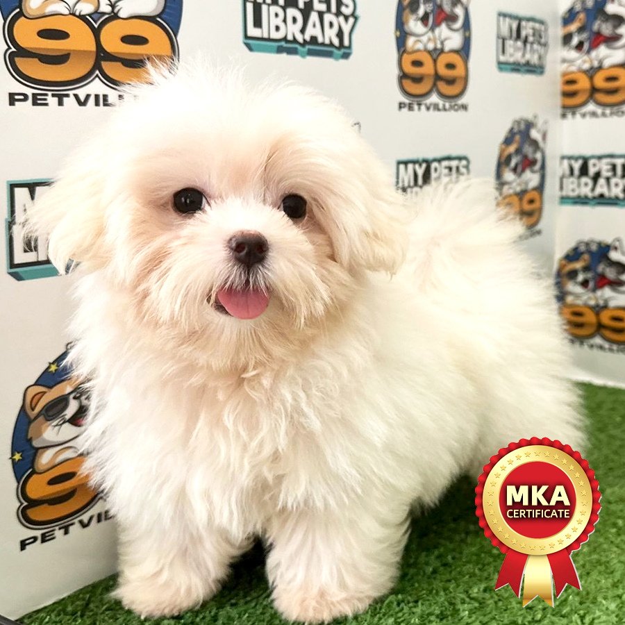 MKA Maltese Puppy (Female) For Sale