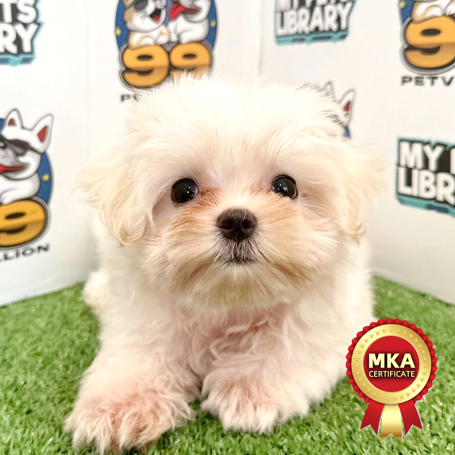 MKA Maltese Puppy (Male) For Sale