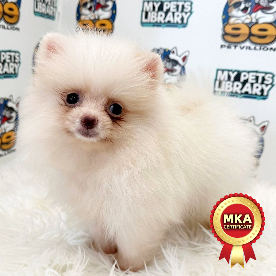 MKA Tiny Pomeranian Puppy (Male) For Sale