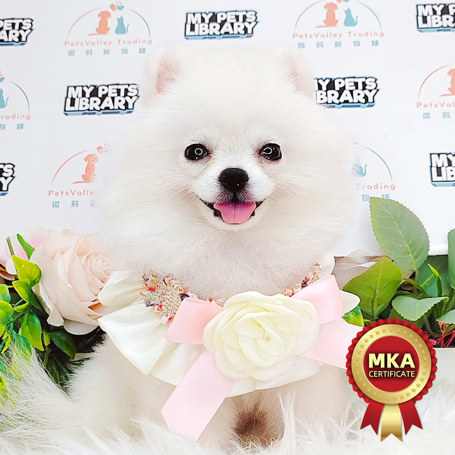 MKA Pomeranian Puppy (Female) For Sale