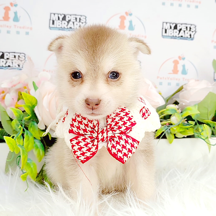 Pomsky Puppy (Female) For Sale