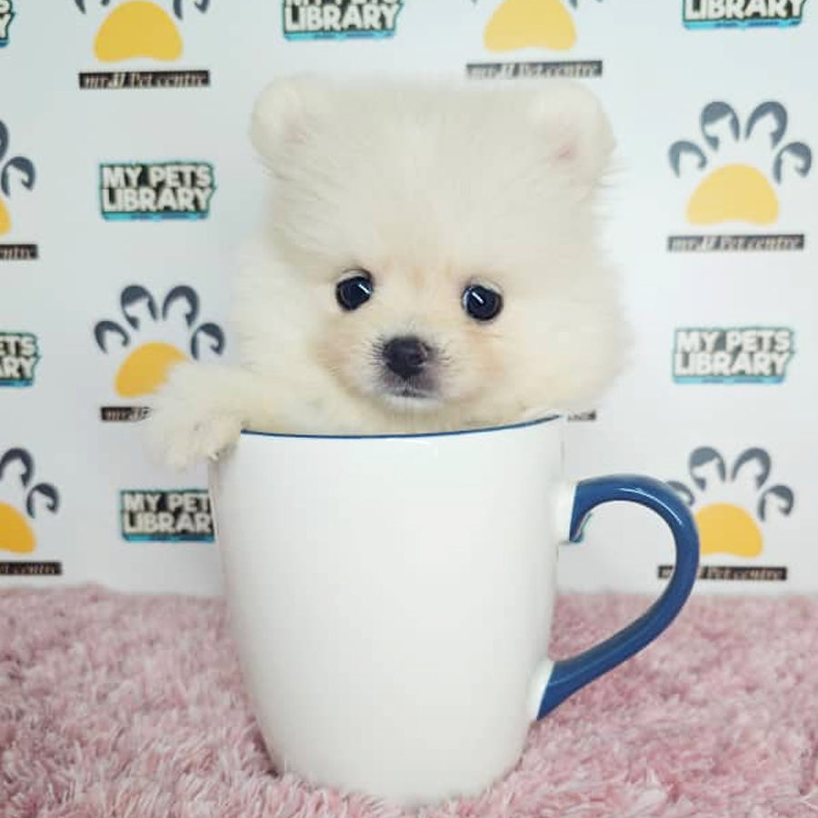 Teacup Pomeranian Puppy (Female) For Sale