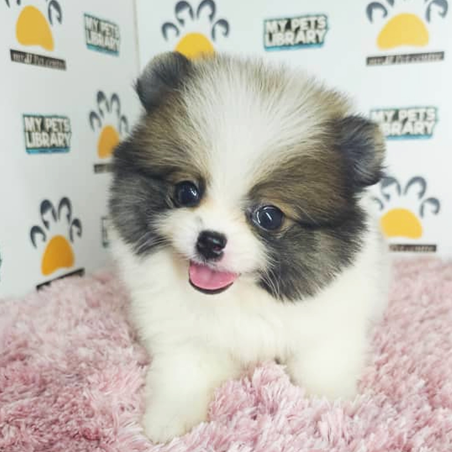 Tiny Pomeranian Puppy (Female) For Sale
