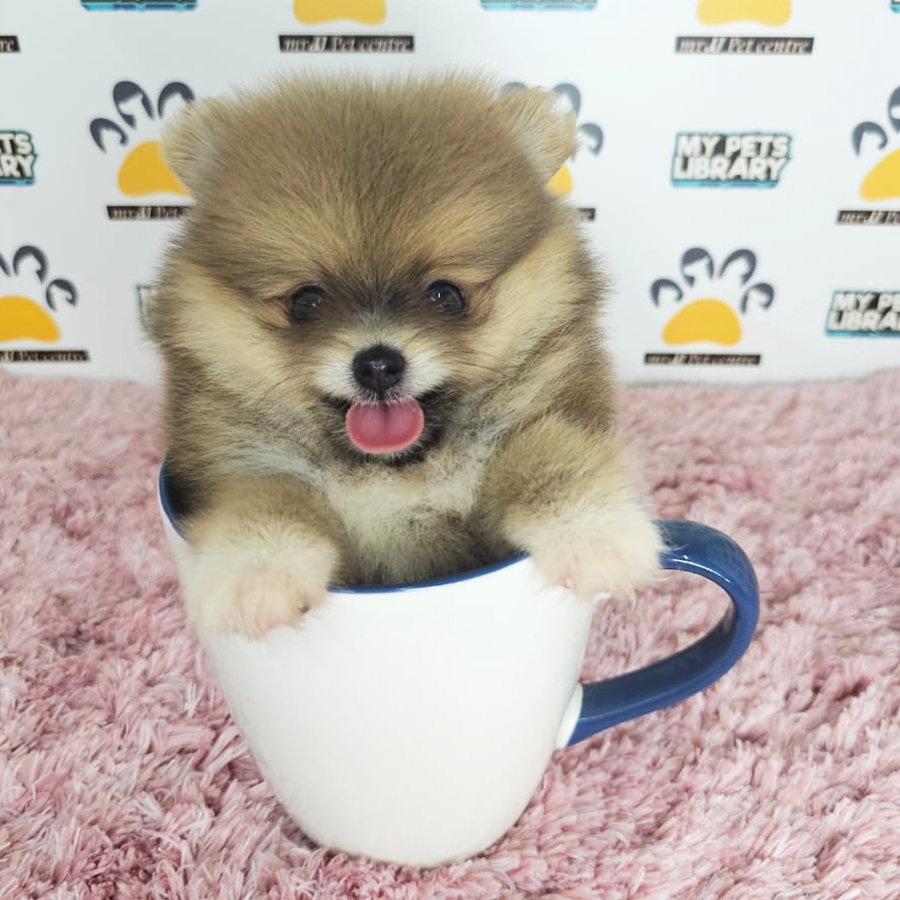Teacup Pomeranian Puppy (Female) For Sale