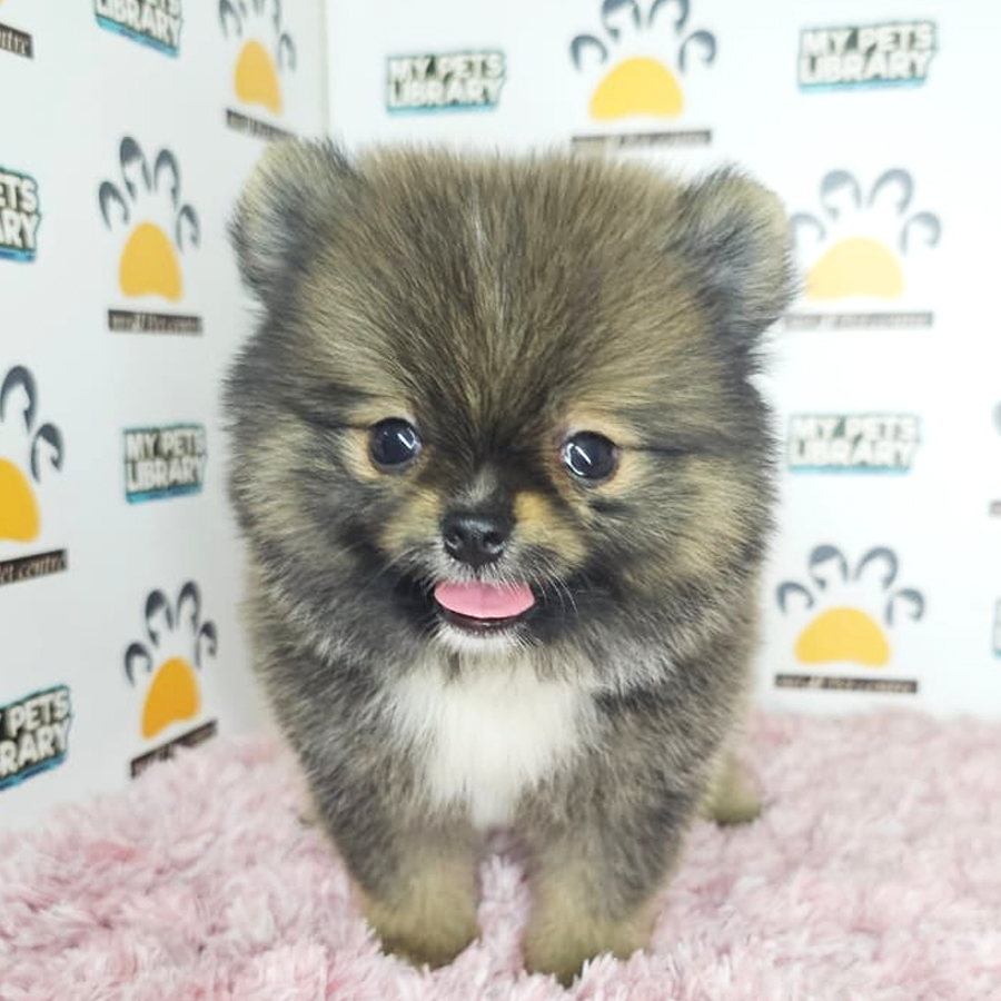 Tiny Pomeranian Puppy (Female) For Sale