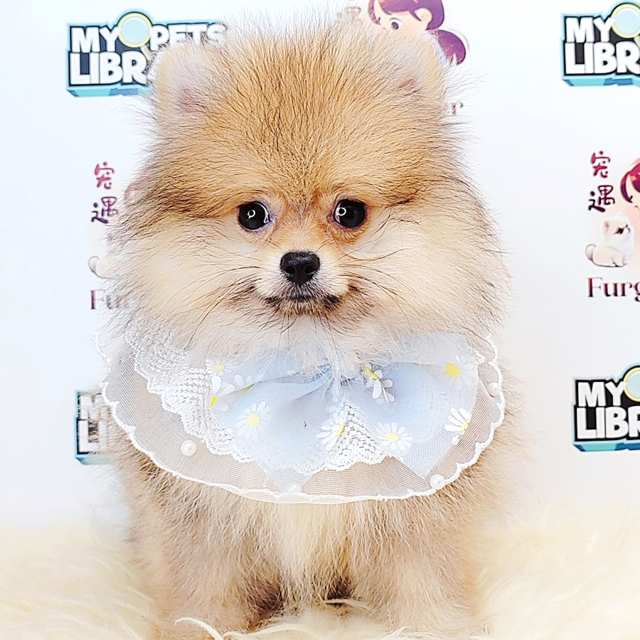 Tiny Pomeranian Puppy (Male) For Sale