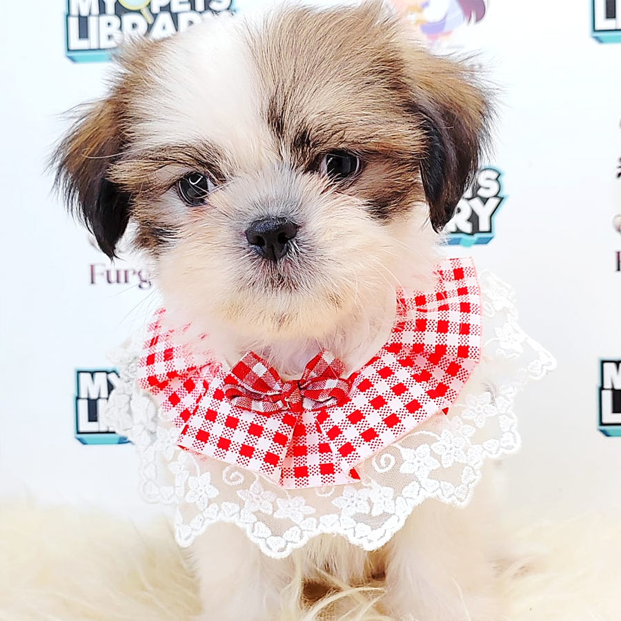 Shih Tzu Puppy (Male) For Sale