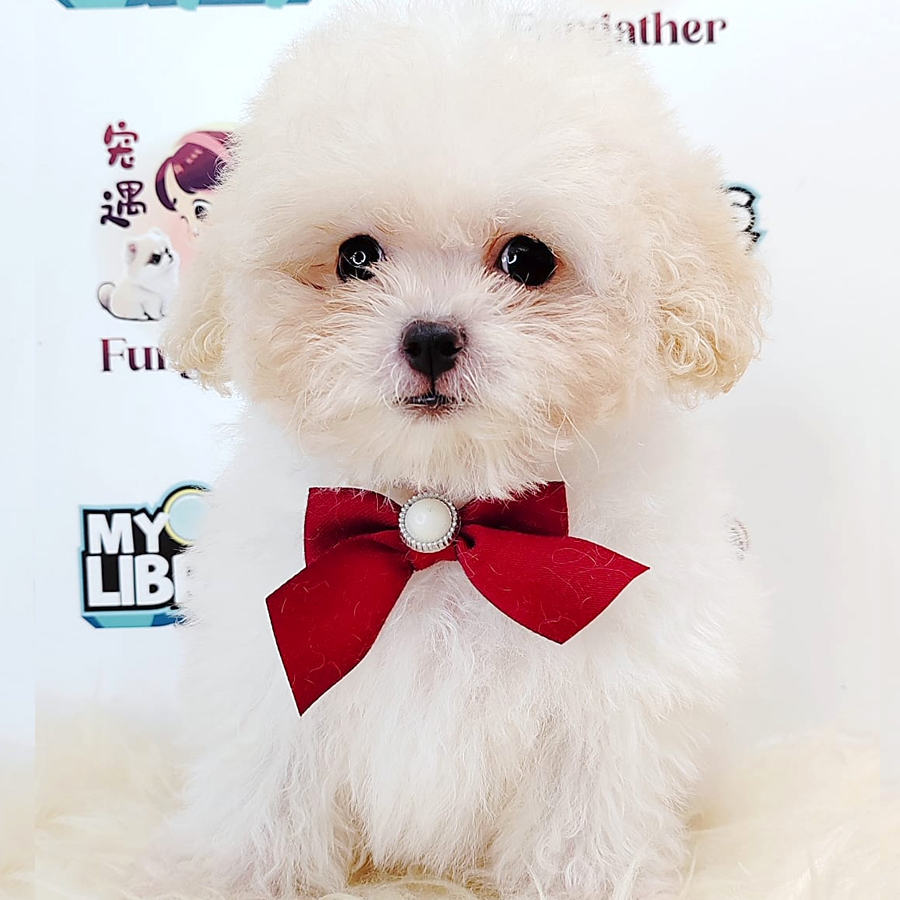 Super Tiny Poodle Puppy (Female) For Sale