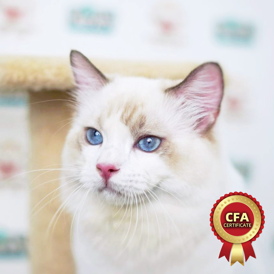 CFA Ragdoll Kitten (Male) For Sale
