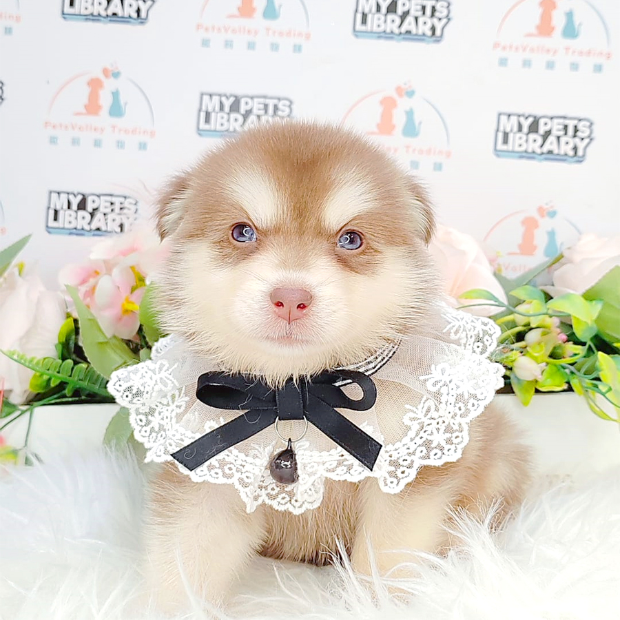 Pomsky Puppy (Male) For Sale
