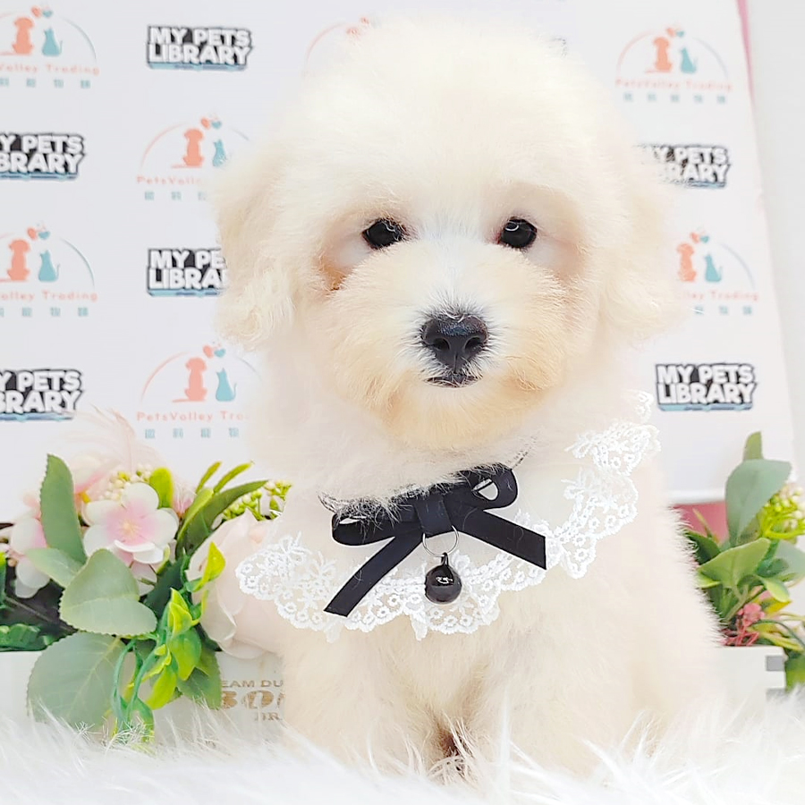 Toy Poodle Puppy (Male) For Sale