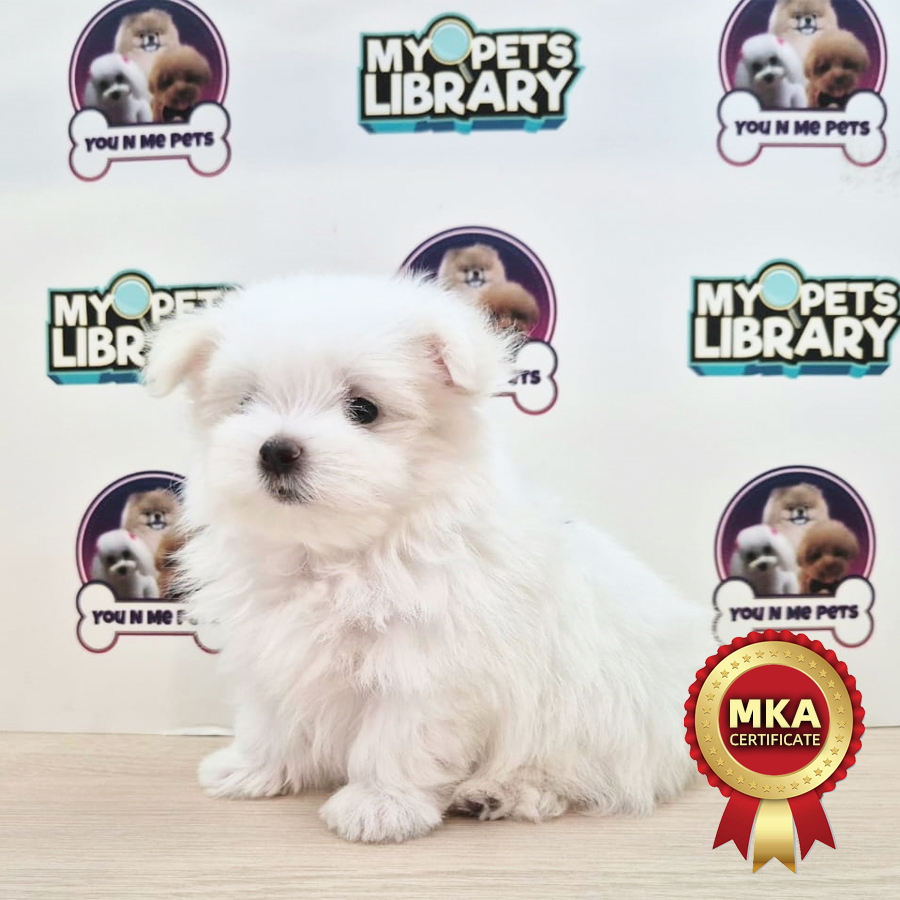 MKA Tiny Maltese Puppy (Male) For Sale