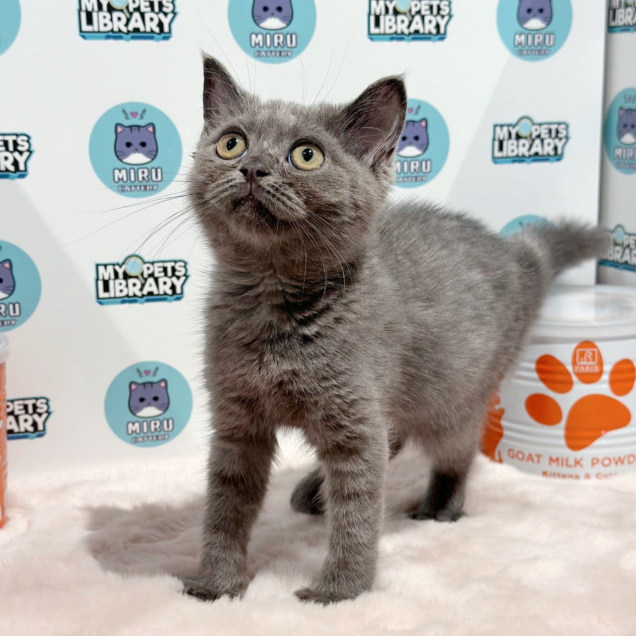 British Shorthair Kitten (Female) For Sale