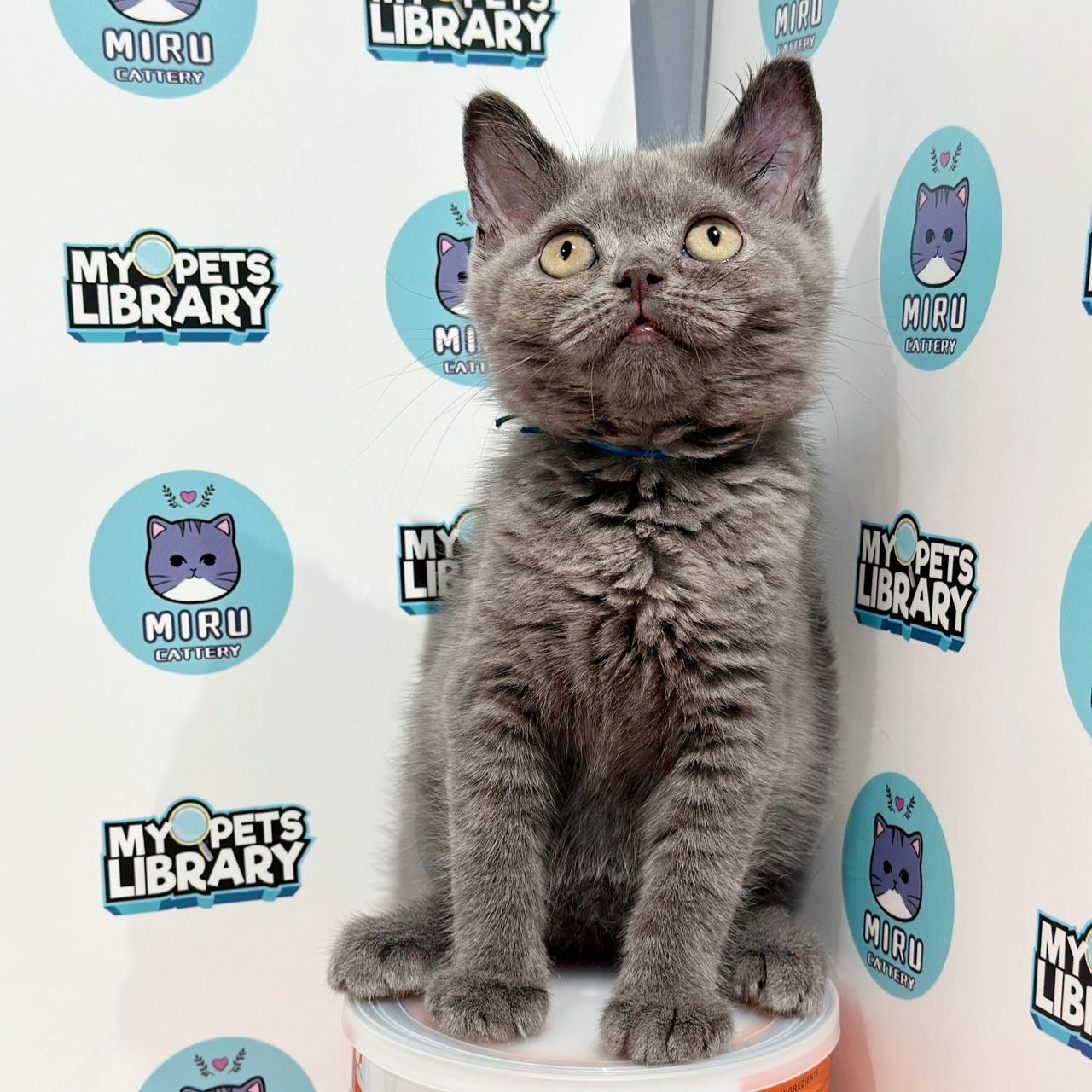 British Shorthair Kitten (Female) For Sale