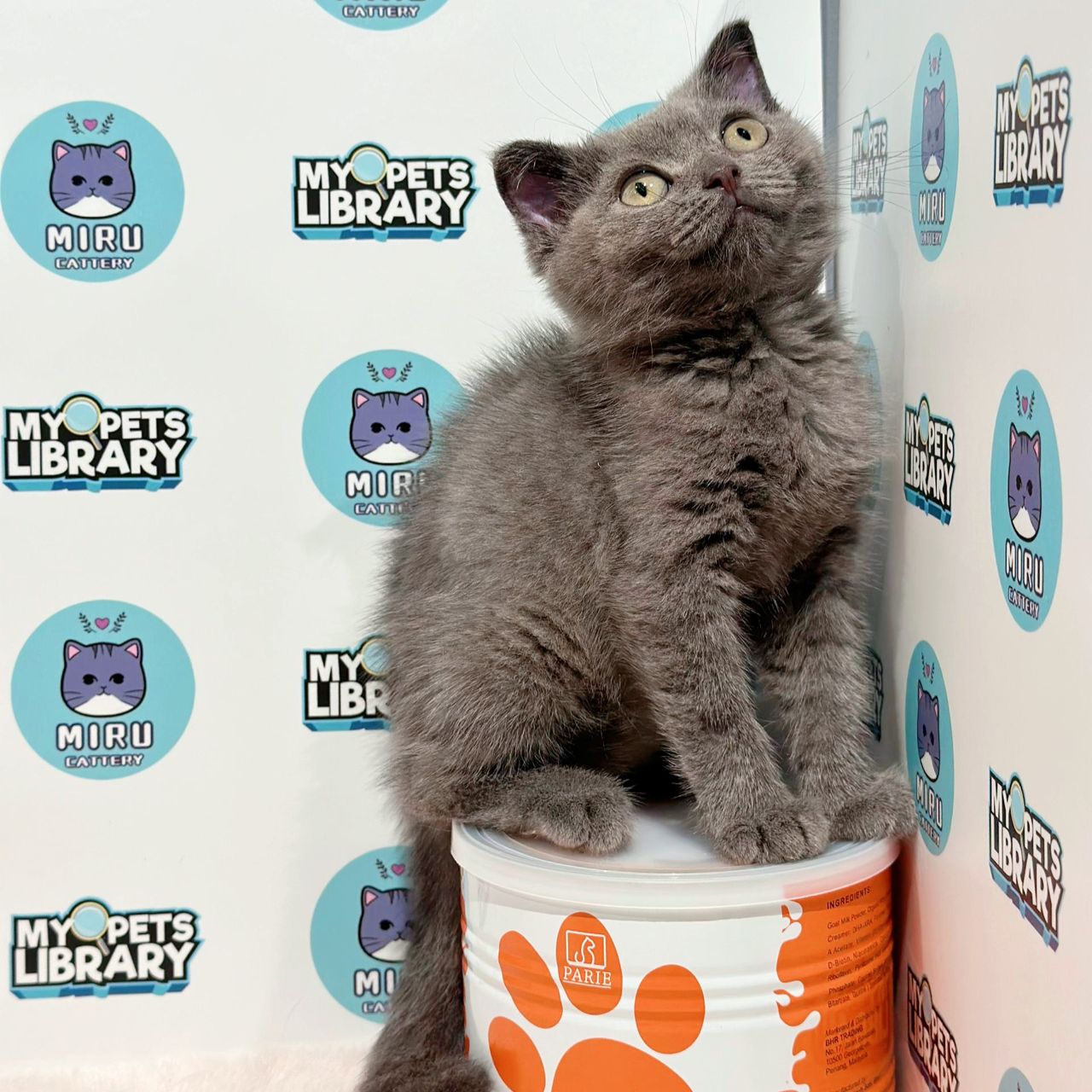 British Shorthair Kitten (Female) For Sale